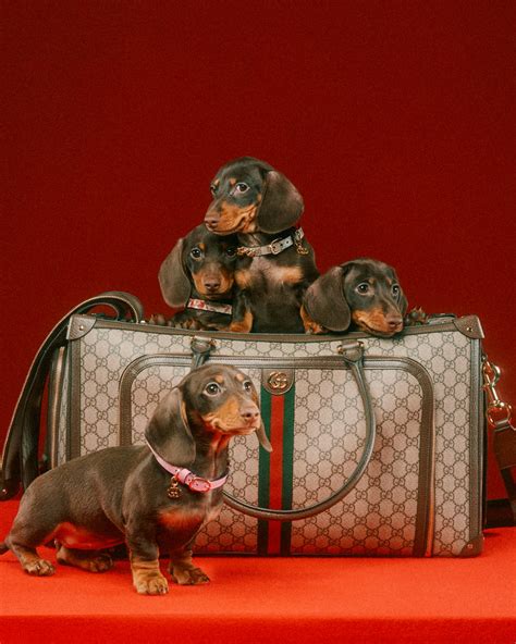 tessuti con animali gucci|Gucci Pet Collection is here: la collezione dedicata agli amici a 4 .